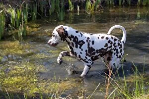 Images Dated 28th March 2012: DOG - Dalmatian (liver) in a pond