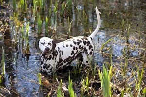 Images Dated 28th March 2012: DOG - Dalmatian (liver) in a pond