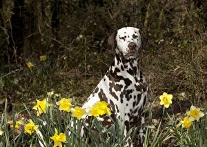 DOG - Dalmatian (liver) sitting in daffodils