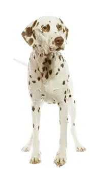 Spot Prints: Dog - Dalmatian - liver spotted