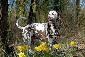 Images Dated 28th March 2012: DOG - Dalmatian (liver) standing in daffodils