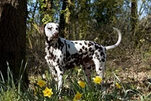 Images Dated 28th March 2012: DOG - Dalmatian (liver) standing in daffodils