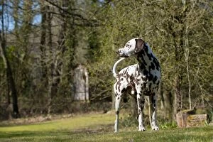 Images Dated 28th March 2012: DOG - Dalmatian (liver) standing in garden