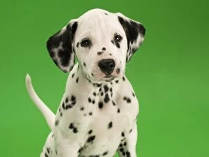 Images Dated 1st September 2011: Dog - Dalmatian puppy
