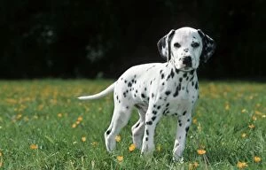 Dog - Dalmatian puppy in garden