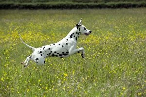 Images Dated 9th June 2012: DOG - Dalmatian running through buttercup field