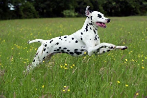 Utility Breeds Collection: DOG - Dalmatian running through buttercup field
