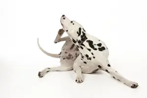 Spot Prints: DOG - Dalmatian scratching itself