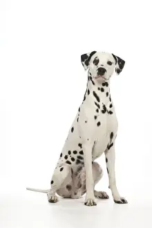 DOG - Dalmatian sitting