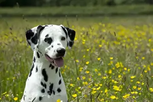 DOG - Dalmatian sitting in buttercup field (head shot)