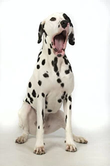 DOG. Dalmatian sitting, mouth open, studio, white