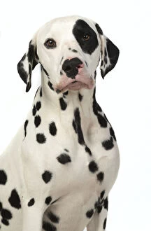 DOG. Dalmatian sitting, studio, white background