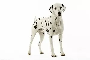 DOG - Dalmatian standing