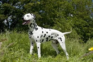 Images Dated 9th June 2012: DOG - Dalmatian - standing