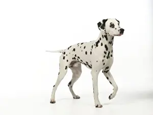 DOG - Dalmatian standing