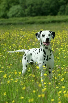 Utility Breeds Collection: DOG - Dalmatian standing in buttercup field