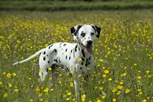 Images Dated 9th June 2012: DOG - Dalmatian standing in buttercup field