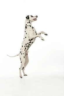 DOG - Dalmatian standing on its back legs