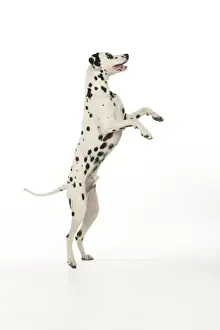 Greeting Prints: DOG - Dalmatian standing on its back legs