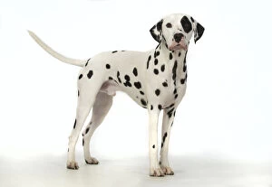 Images Dated 11th March 2020: DOG. Dalmatian standing, studio, white background