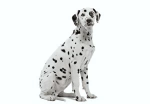 Images Dated 1st March 2011: Dog - Dalmatian in studio