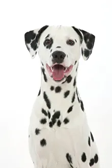 Patterns Collection: DOG - Dalmatian with its tongue out (head shot)