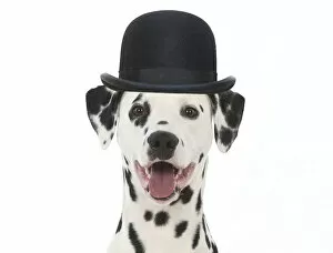 DOG - Dalmatian with its tongue out wearing a bowler hat
