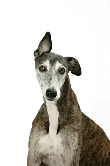 Greyhound Prints: Dog - Dark Brindle and white Greyhound