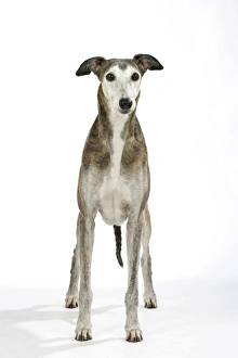 Dog - Dark Brindle and white Greyhound