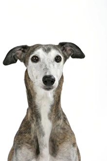 Dog - Dark Brindle and white Greyhound