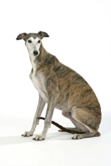 Dog - Dark Brindle and white Greyhound