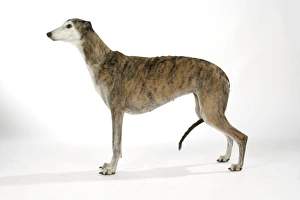 Dog - Dark Brindle and white Greyhound
