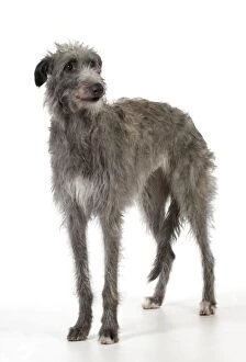 DOG - Deerhound
