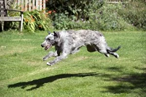 DOG - Deerhound running in garden