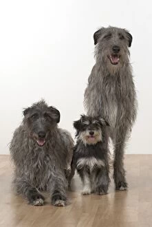 Dog Deerhounds with cross breed dog