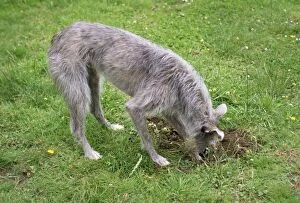 Dog - digging in mole hill