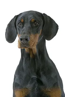 Doberman Pinschers Prints: Dog - Doberman