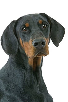 Images Dated 12th March 2006: Dog - Doberman