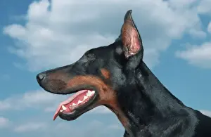 Dog - Doberman head with cut ears