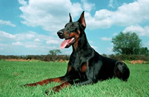 Work Breeds Collection: Dog - Doberman lying down in meadow