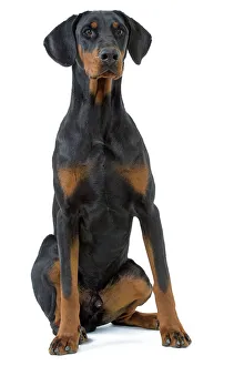Images Dated 12th March 2006: Dog - Doberman Pinscher / Dobermann