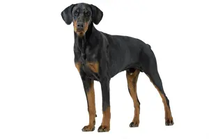 Dog - Doberman Pinscher / Dobermann