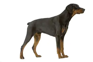 Doberman Pinschers Prints: Dog - Doberman WE0T1052