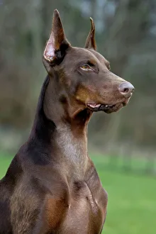 Dog - Dobermann