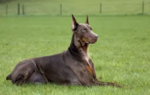 Dobermanns Prints: Dog - Dobermann lying down in garden
