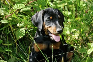 Images Dated 31st July 2009: Dog. Dobermann puppy