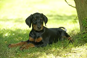 Dog. Dobermann puppy