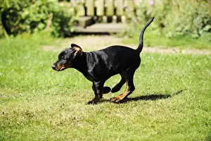 Dog. Dobermann puppy