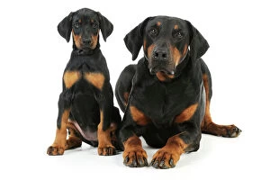 Mothers Collection: Dog. Dobermann puppy and adult