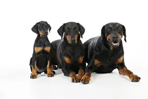 Doberman Pinschers Prints: Dog. Dobermann puppy and dogs